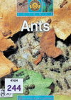 Ants