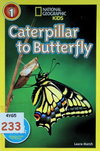 Caterpillar to Butterfly