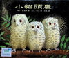 小貓頭鷹