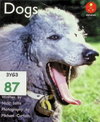 Dogs