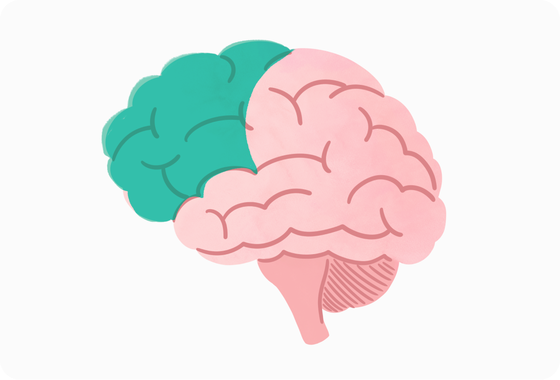 Illustration of brain regions for emotional balance