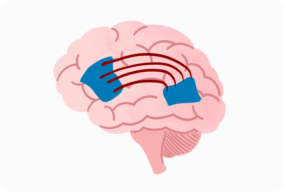 Illustration of neural pathways in the brain